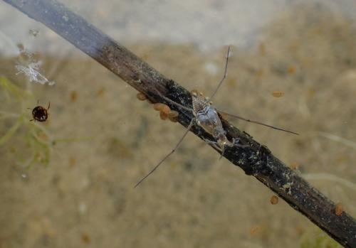 Hydroglyphus geminus